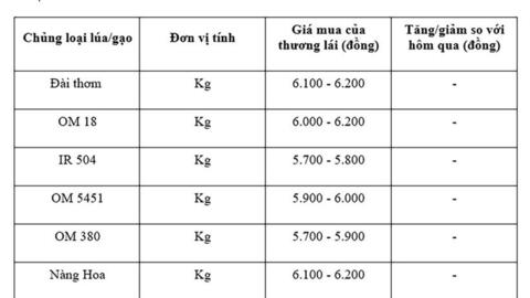 Giá lúa gạo hôm nay ngày 13/7/2025 và tuần qua lúa tăng mạnh