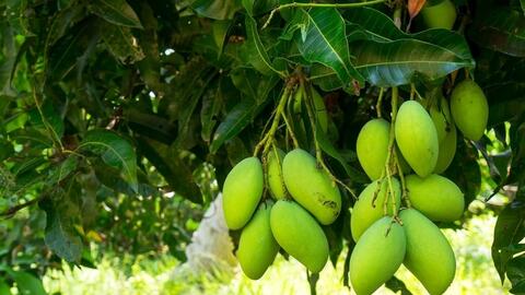 Nông sản Việt: Ngon thôi chưa đủ