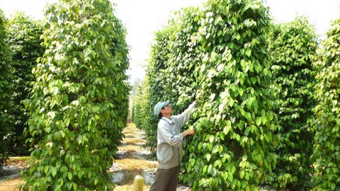 Lâm Đồng mở thị trường cho 'vàng đen'