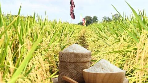 Giá lúa gạo hôm nay ngày 24/7: Gạo nguyên liệu xuất khẩu tiếp đà tăng