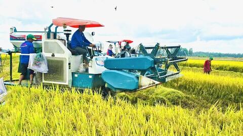 Giá lúa gạo hôm nay ngày 4/8: Gạo biến động nhẹ, lúa chững giá