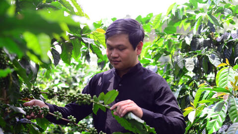 Giá cà phê hôm nay 6/8/2025: Giá cà phê trong nước đạt móc 100.000 đồng/kg