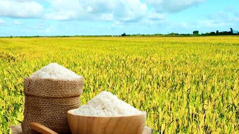 Giá lúa gạo hôm nay ngày 6/8/2025: Thị trường lặng sóng