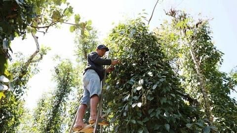 Giá tiêu hôm nay 7/8/2025: Thị trường trong nước duy trì ổn định, đi ngang