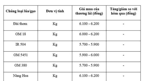 Giá lúa gạo hôm nay ngày 8/8: Gạo xuất khẩu tiếp đà tăng