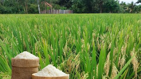 Giá lúa gạo hôm nay ngày 11/8: Gạo nguyên liệu xuất khẩu tăng nhẹ