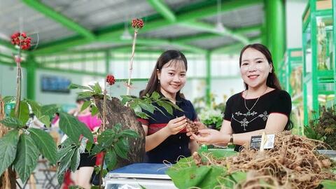 Dược liệu: Hướng mở sinh kế xanh cho dân tộc thiểu số miền núi