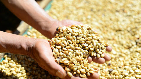 Giá cà phê hôm nay 12/8/2025: Thị trường trong nước tiếp đà tăng nhẹ