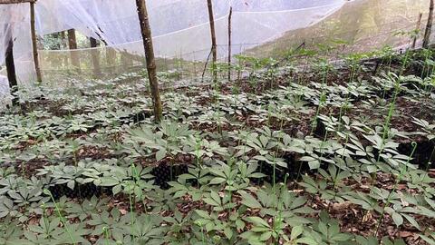 Tăng cường sự tham gia của đồng bào Xơ Đăng trong chuỗi liên kết sâm Ngọc Linh