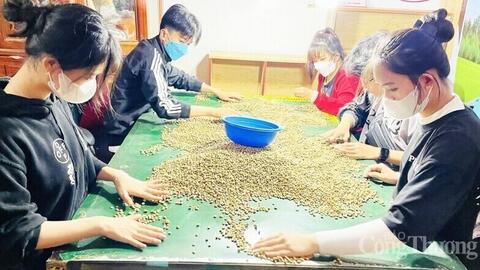 Giá cà phê hôm nay 7/9/2025: Thị trường đỏ lửa, giảm gần 2.000 đồng/kg