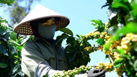 Giá cà phê hôm nay 9/9/2025: Thế giới  tăng, trong nước ổn định