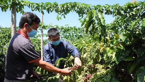 Cà phê Gia Lai và hành trình định vị thương hiệu toàn cầu