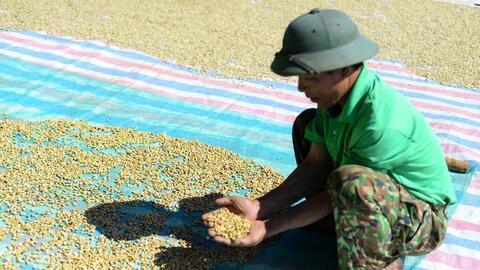 Giá cà phê hôm nay 10/9/2025: Trong nước tăng mạnh