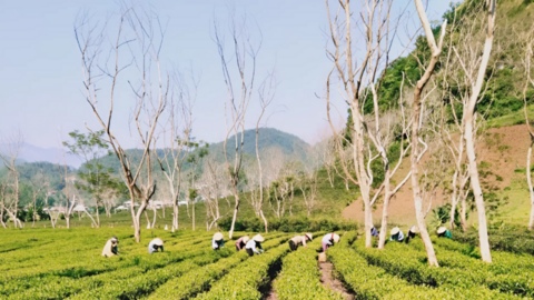 Chuỗi liên kết: Chìa khóa để nông sản miền núi chinh phục thị trường