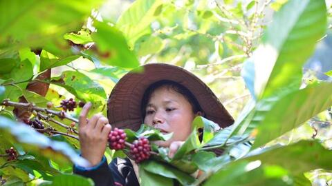 Giá cà phê trong nước biến động: Nông dân nên bán ngay hay giữ hàng?
