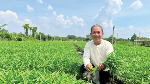 Làm giàu từ mô hình trồng rau muống chuyên canh 