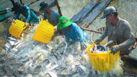 RCEP tạo 'làn gió mới' cho xuất khẩu cá tra Việt Nam