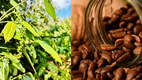 Hồ tiêu và cà phê cùng tăng giá: Cơ hội kép cho nông sản Việt?