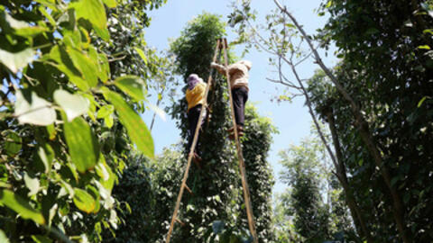 Giá tiêu hôm nay 24/9/2025: Trong nước biến động