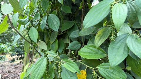 Giá tiêu hôm nay 11/10/2025: Thị trường yên ắng