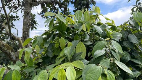 Giá tiêu hôm nay 12/10/2025: Sát đỉnh 150.000 đồng/kg