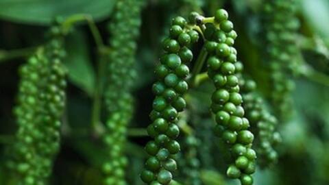 Cơn sốt giá hồ tiêu và ‘mặt bằng mới’ nào cho những tháng cuối năm