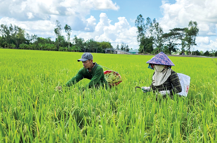 Quản lý và phòng trừ lúa cỏ bằng giải pháp tổng hợp 
