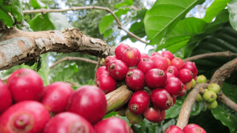 Giá cà phê Arabica tăng hơn 4%, vượt mốc 8.900 USD/tấn