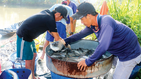 Tổng sản lượng thủy sản nuôi trồng và khai thác đạt hơn 8,15 triệu tấn 