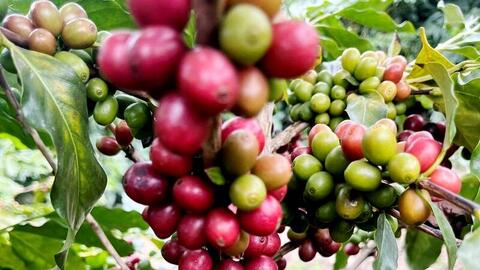 Niên vụ 2026-2027 có thể dư 7-10 triệu bao, cà phê đối diện áp lực mới
