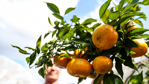 Nông dân Hà Tĩnh an tâm thu hoạch cam nhờ camera giám sát