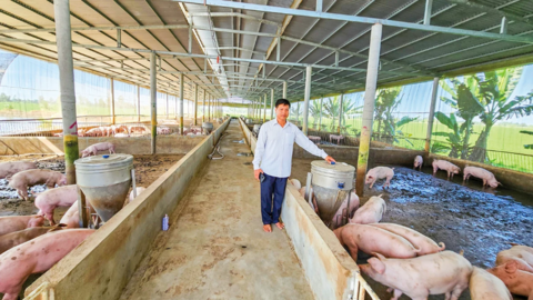 Nâng cao hiệu quả chăn nuôi 