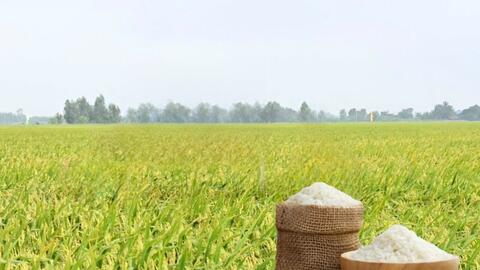 Giá lúa gạo hôm nay ngày 27/12: Gạo thơm dẻo neo cao, lúa giữ giá