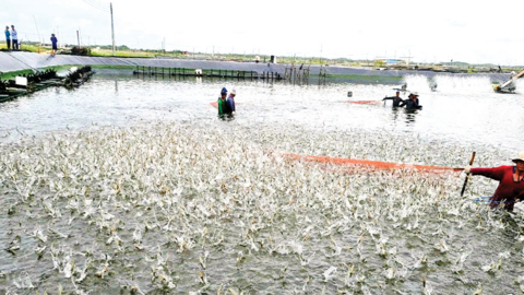 Ngành tôm vượt thắng 