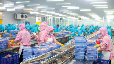 Sản xuất cá tra đáp ứng thị trường "khó tính" 