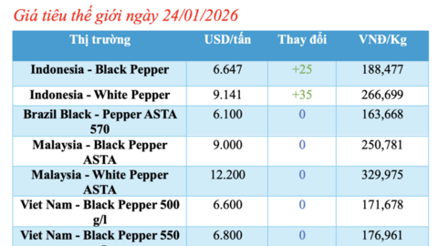 Giá tiêu hôm nay 24/1/2026: Bật tăng tại Đắk Lắk