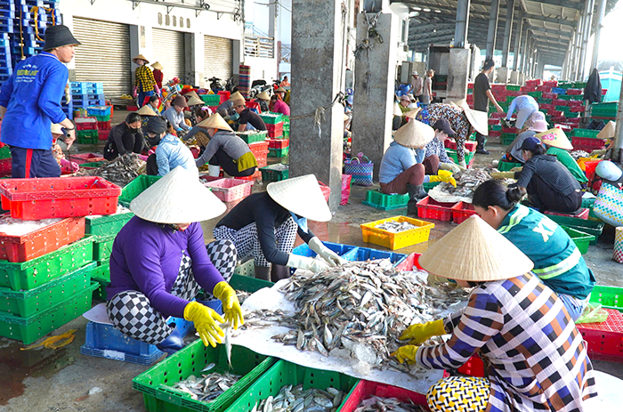 Ngư dân Cà Mau trúng vụ mùa cuối năm 