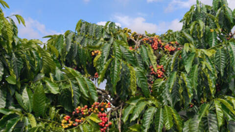 Giá cà phê hôm nay 30/1/2026: Đảo chiều giảm nhẹ