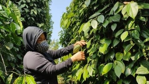 Giá tiêu hôm nay 30/1/2026: Biến động trái chiều