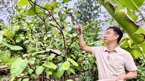 Phú Thọ: Trà hoa vàng nở rộ trước Tết, mở 'mùa vàng' tỷ đồng