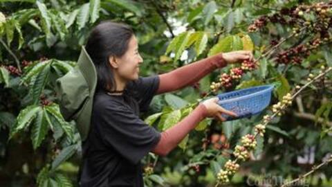 Giá cà phê  hôm nay 25/2/2026: Giảm nhẹ 300 - 400 đồng/kg