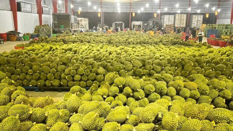 Hướng tới mốc 1 tỷ USD, sầu riêng siết chặt tiêu chuẩn chất lượng