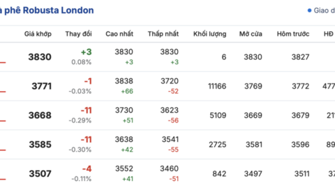 Giá cà phê hôm nay 10/3/2026: Duy trì ổn định