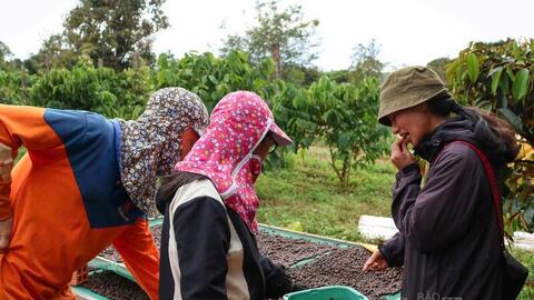 Giá cà phê hôm nay 19/3/2026: Tăng mạnh 1.300 - 1.500 đồng/kg