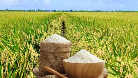 Giá lúa gạo hôm nay ngày 20/3: Giao dịch trầm lắng