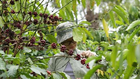 Giá cà phê hôm nay 22/3/2026: Cao nhất 93.500 đồng/kg