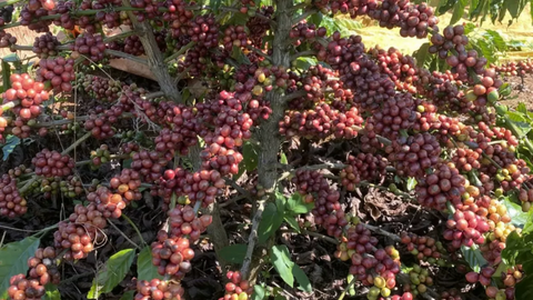 Giá cà phê thế giới tăng mạnh do nguồn cung suy yếu và đầu cơ quay lại