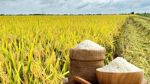Giá lúa gạo hôm nay ngày 23/3: Gạo xuất khẩu OM 5451 đảo chiều tăng