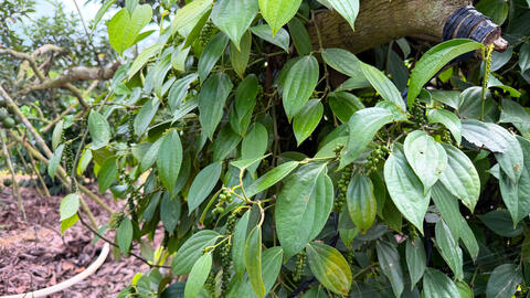 Giá tiêu hôm nay 2/4/2026: Dao động từ 138.000 - 139.000 đồng/kg