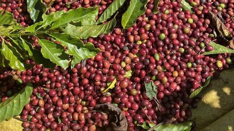 Giá cà phê thế giới giảm mạnh liên tiếp